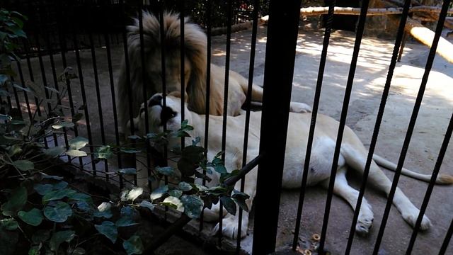 Ялта. Зоопарк "Сказка". смотреть онлайн