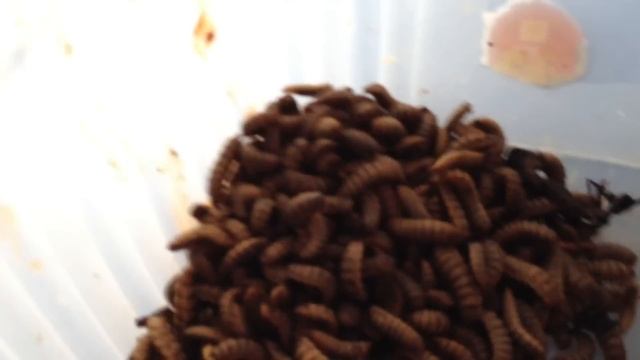 Black Soldier Fly Larvae: From Worm Bin to Chicken Feed смотреть онлайн