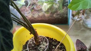 пересадка ?пересаживаю алоказию Полли ?