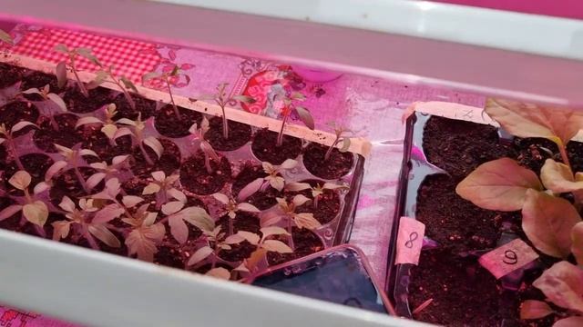 Вытягивается рассада томатов и т.д. Эти знания откроют глаза. ЛЮКС МЕТР. Необходимый ВСЕМ лайфхак! смотреть онлайн