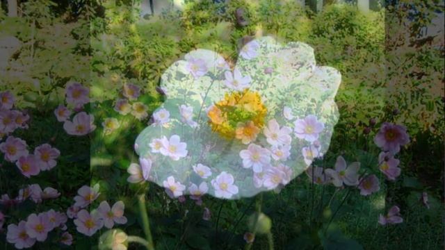 森に舞う牡丹？！Peony dancing in the forest? ! 秋明菊（しゅうめいぎく)Anemone hupehensis 季節の花　日本花図鑑　J flower guide смотреть онлайн