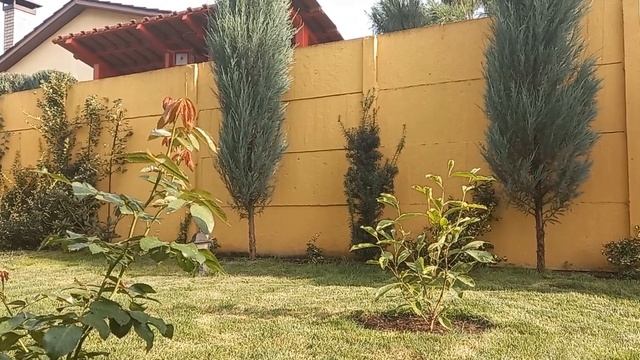 Прогулка по саду с розами Юбилей Принца Монако, Леонардо да Винчи, Графиня Мария Генриетта, Динки.. смотреть онлайн