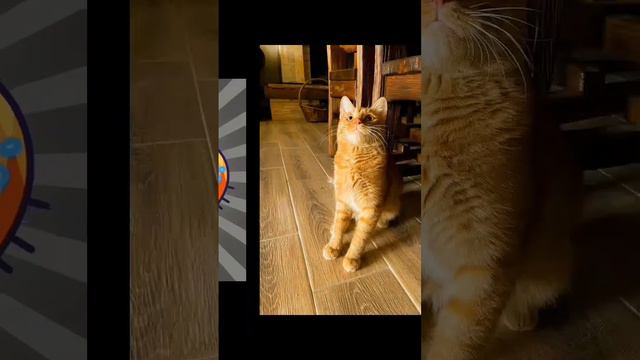 Мягких облачков, Симба..🥀☁ @simb #симбамладший #симба #симбаумер #симбочкапимпочка смотреть онлайн