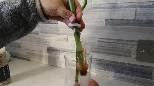 IKEA Lucky Bamboo Plant | Indoor Plant | KC Mum Life смотреть онлайн