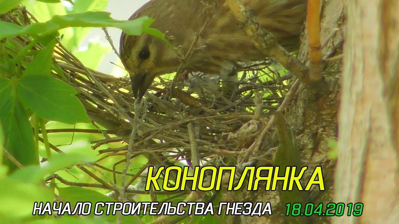 Коноплянка начинает строить гнездо, Апрель 2019 смотреть онлайн