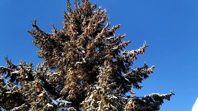 1 января- ДЕНЬ ИЛЬИ МУРОМЦА.Как сделать жизнь счастливой.Важные новогодние приметы смотреть онлайн