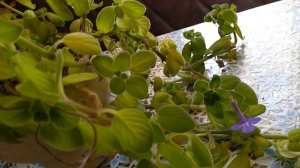 СТРЕПТОКАРПЕЛЛА.