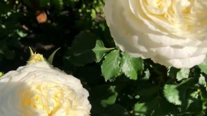 Непревзойденные шедевры Дэвида Остина!  Розы серии Wedding Roses.