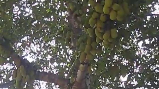 Cempedak tree смотреть онлайн