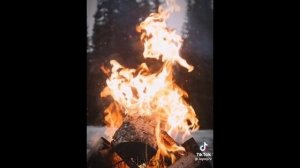 Коты воители тик ток|подборка)