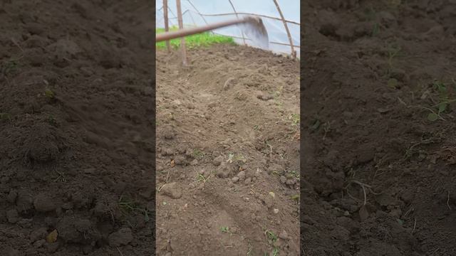 Today, my aunt asked me to go to her house to dig some lettuce seedlings смотреть онлайн