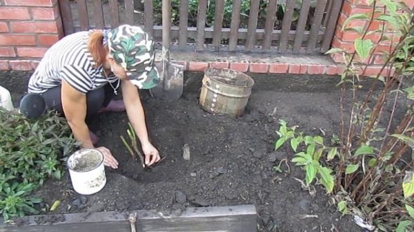 ПОСАДКА ПИОНА В СЕНТЯБРЕ. В ГОСТЯХ У ЕЛЕНЫ . СОВЕТУЮ ПОСМОТРЕТЬ .https://ok.ru/feed