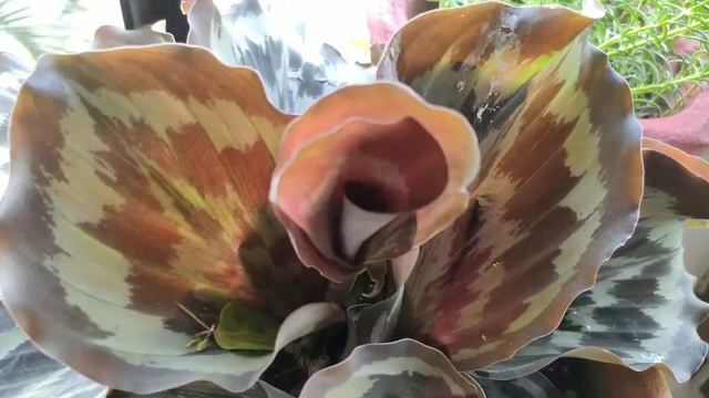 Peacock ginger, Day1 to Day28 смотреть онлайн