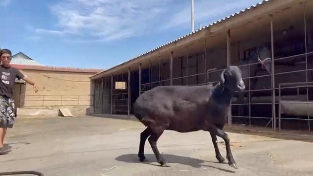 Овцематки гиссарской породы смотреть онлайн