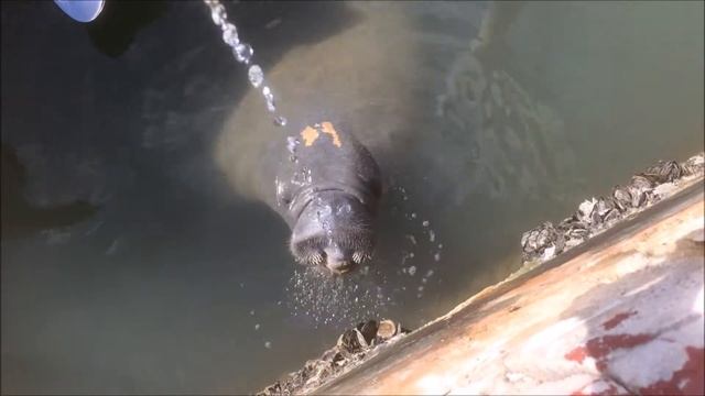 Флоридские ламантины(морские коровы)/Florida manatees смотреть онлайн