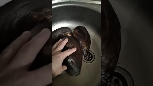 гигантские мидии смотреть онлайн