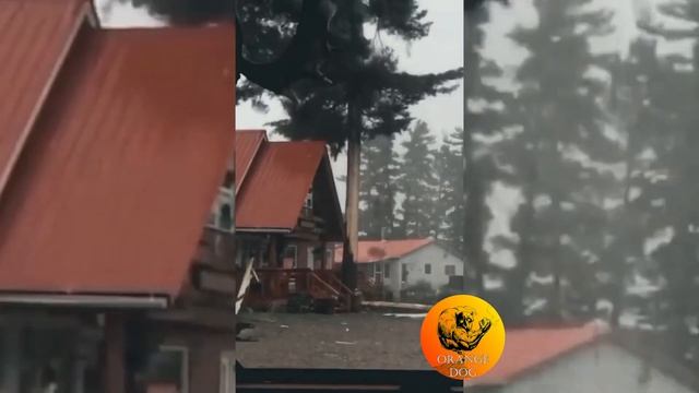 Удар молнии в дерево / Lightning strike into a tree 2021 смотреть онлайн