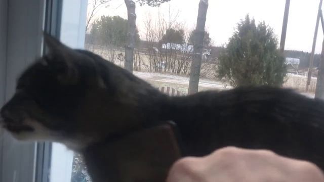 Как правильно гладить кота смотреть онлайн