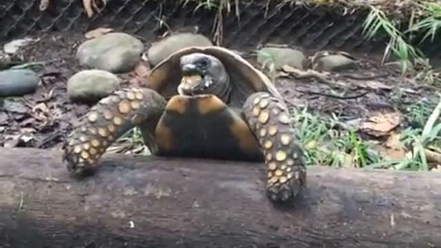 Можно вечно смотреть на огонь, воду и как ест черепаха...