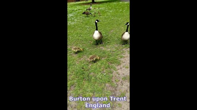 Канадские казарки (гуси) Canada gooses смотреть онлайн