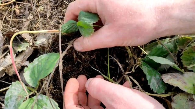 РАСКРЫВАЮ мои 5 СЕКРЕТОВ, КАК РАЗМНОЖИТЬ КЛУБНИКУ УСАМИ || Деревенский Влог #20