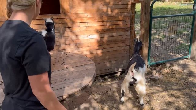 We can't get ELECTRICITY! смотреть онлайн