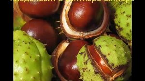 Каштан конский обыкновенный