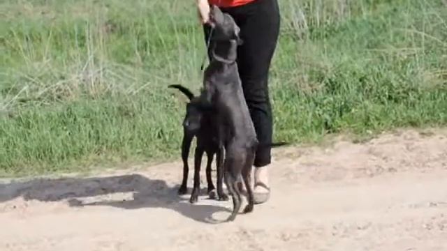Thai Ridgeback Dog - Gina & Ravi