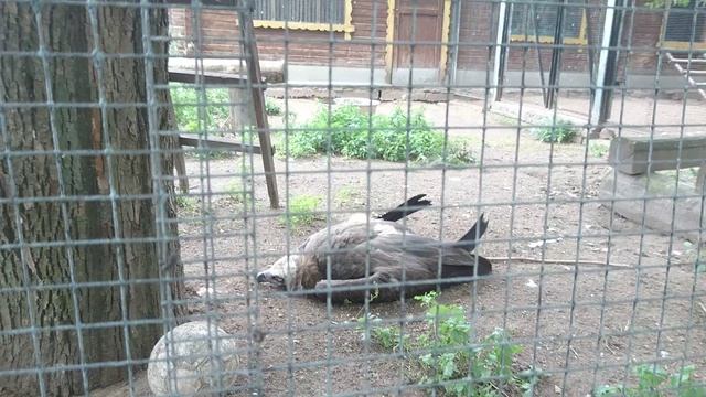 Птица отдыхает. смотреть онлайн