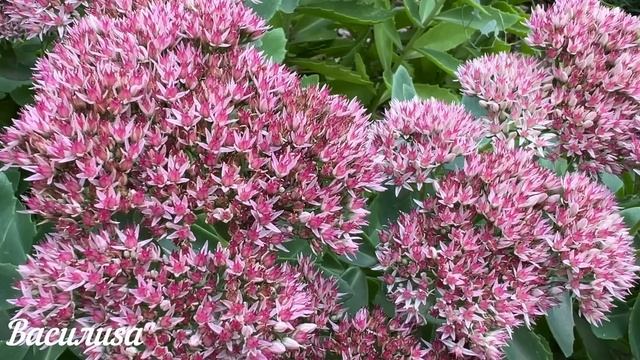 17 февраля народный праздник День Николы. Что нельзя делать. Народные традиции и приметы. смотреть онлайн