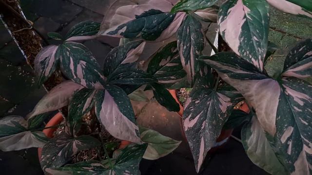 Syngonium Pink Splash смотреть онлайн