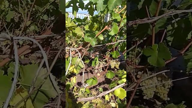 Винный виноград Кристалл часть 1 24 сентября 2022 г. смотреть онлайн