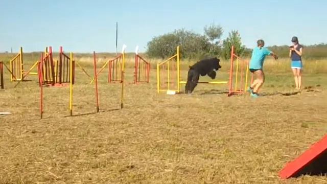 Аджилити черныш смотреть онлайн