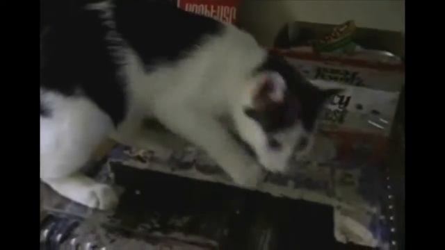 Угостите кошку сладким смотреть онлайн