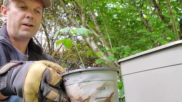 Growing Ginkgo Trees From Seeds (Ginkgo Biloba)