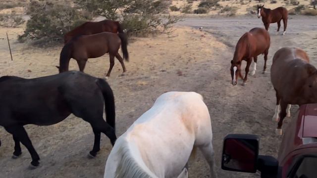 Wild horses, the spirits of the west смотреть онлайн