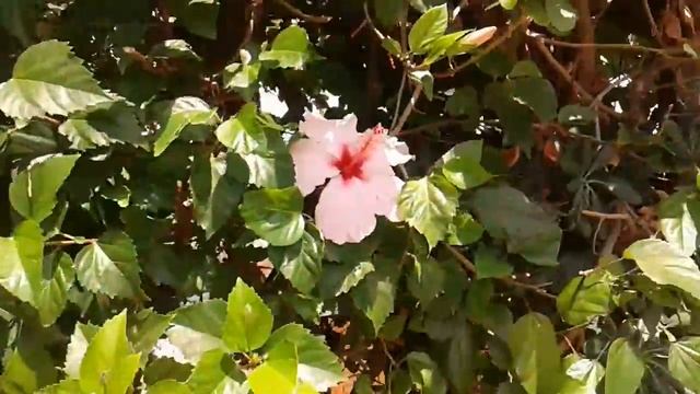 Китайские розы. Гибискусы. Сицилия в октябре. смотреть онлайн