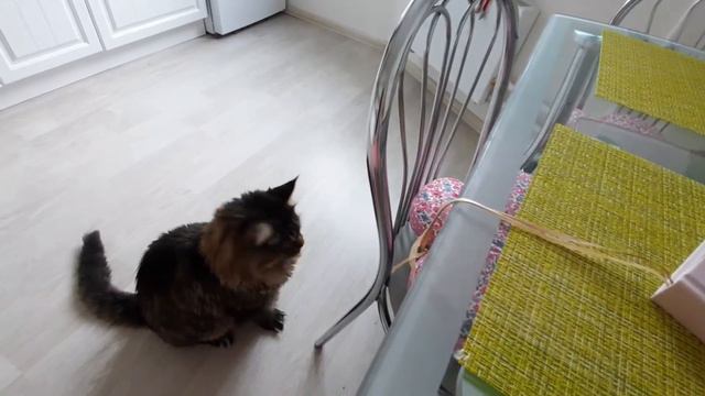 Кот Семён играет смотреть онлайн