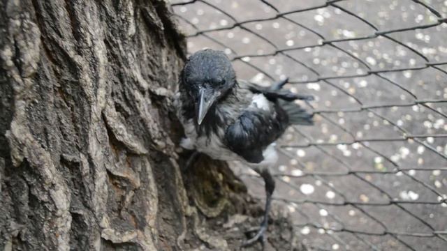 Вороненок выпал из гнезда Вороненок не умеет летать смотреть онлайн