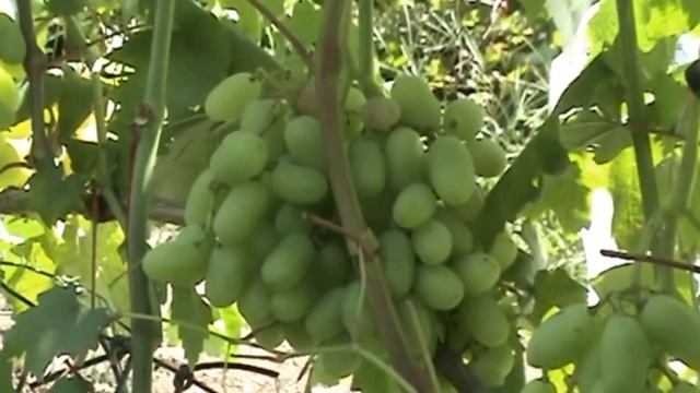 ОБЯЗАТЕЛЬНО СДЕЛАЙТЕ ЭТО НА ВИНОГРАДЕ В АВГУСТЕ! смотреть онлайн