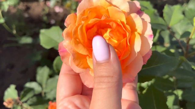 Роза «Стефано» смотреть онлайн