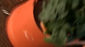 Посадка помидор вниз головой