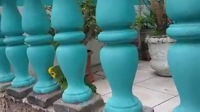 Olha só o que esse papagaio sabe fazer смотреть онлайн