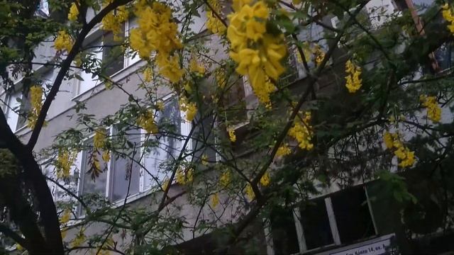 03: белая акация жёлтого цвета смотреть онлайн
