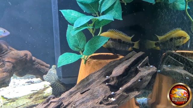 RAINBOW CICHLIDS | HEROTILAPIA MULTISPINOSA смотреть онлайн