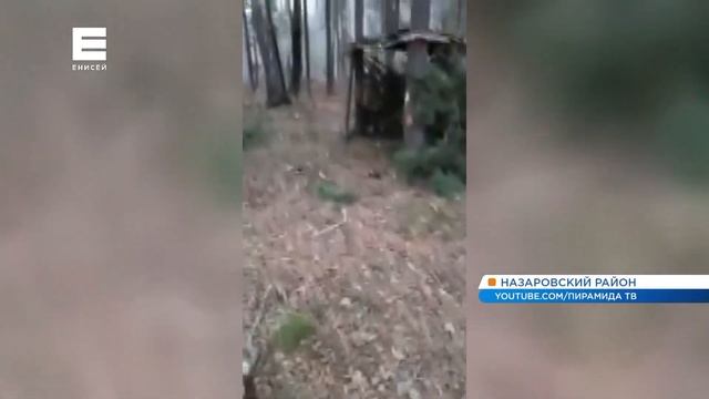 В Назаровском районе дети вырубали деревья в городской роще и строили из них шалаши смотреть онлайн