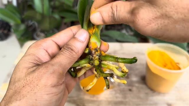 Bột Nghệ Làm Cây Lan Hồi Sinh Rễ Nhanh Theo Cách Dễ Này смотреть онлайн