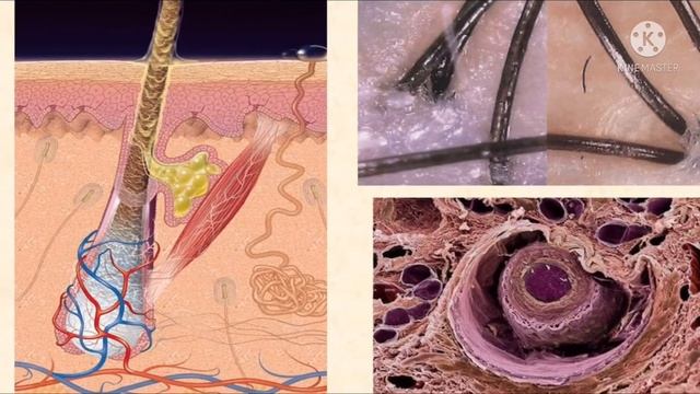 Мастерство и Стремление