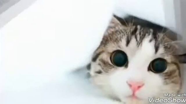 Фото котиков смотреть онлайн
