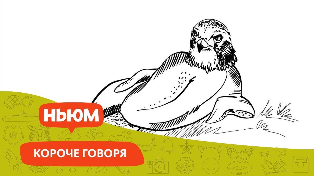 ЧТО ОЗНАЧАЕТ ВЫРАЖЕНИЕ "ГОЛ КАК СОКОЛ"?